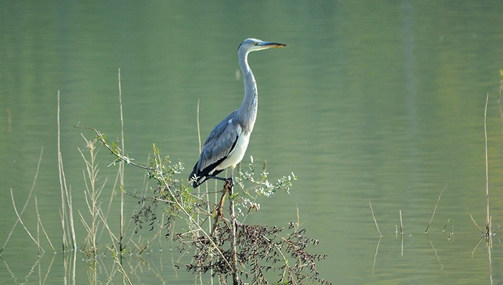 À la découverte de la biodiversité des lacs de la vallée du Dropt